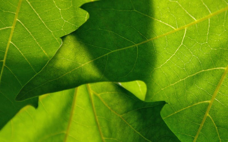 Homeopathic Treatment in English, Punjabi, and Hindi